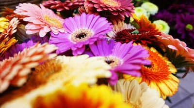 Vibrant Gerbera Daisy Bouquet in Assorted Colors