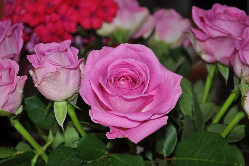 Pink roses with soft petals and a blurred floral background create a romantic botanical phone background.