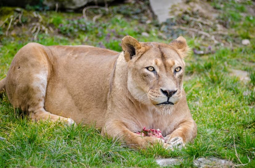 Lioness with golden fur lies on green grass holding raw meat in her paws while looking directly forward.