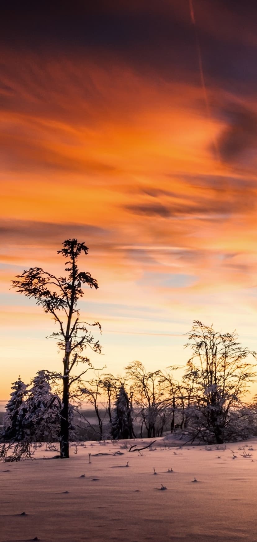 Snow-covered pine trees stand silhouetted against a burning orange and red sunset sky with textured clouds.