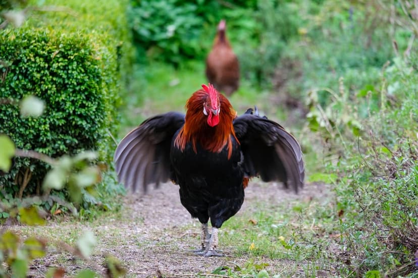 Rooster with black feathers and a red comb spreads its wings on a stone garden path amidst green foliage.