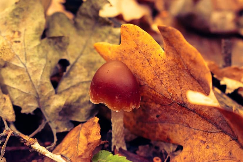 Reddish-brown mushroom cap emerging from dry yellow and brown autumn leaves in a soft-focus forest landscape.