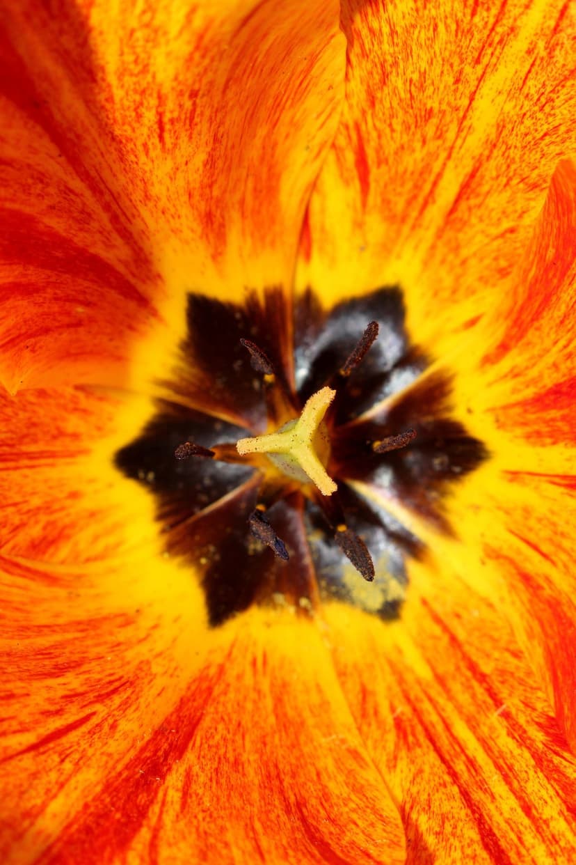 Vibrant orange tulip petals with yellow gradients surrounding a dark textured pistil and pollen-dusted stamens.