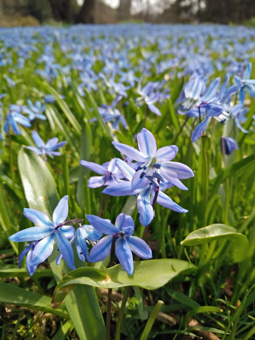 Blue scilla flowers with striped petals grow in a dense spring meadow under bright, natural sunlight.