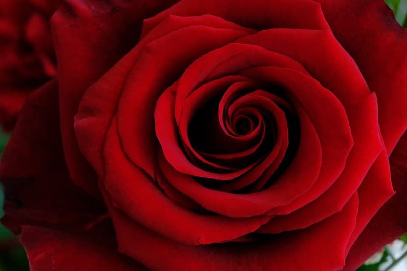 Deep red rose petals spiral inward with a soft velvety texture and rich crimson shadows in a macro view.