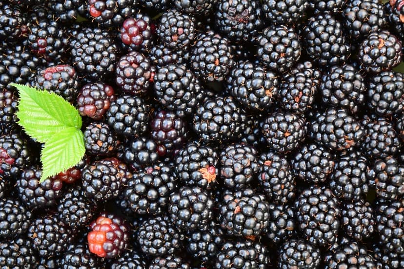 Blackberries in a dense pile featuring a single serrated green leaf with visible veins and dark textures.