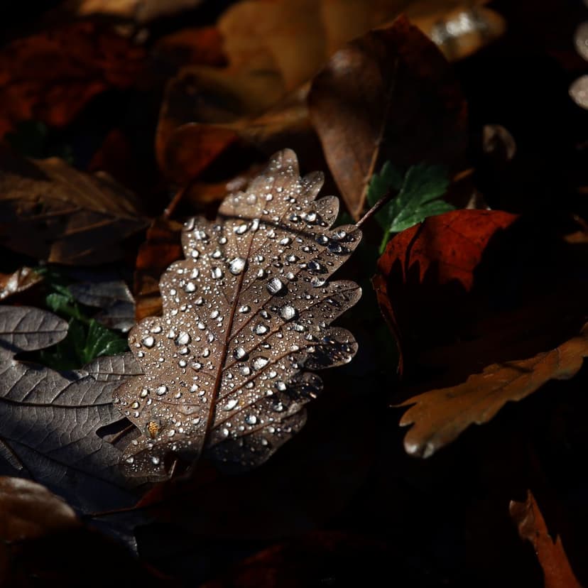 Oak leaf covered in spherical dew drops sits on a forest floor with warm autumn light hitting its textured surface.