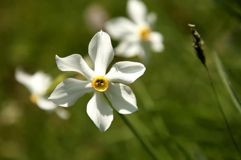 White narcissus flowers with yellow centers grow in a blurred green field, focusing on delicate petal textures.