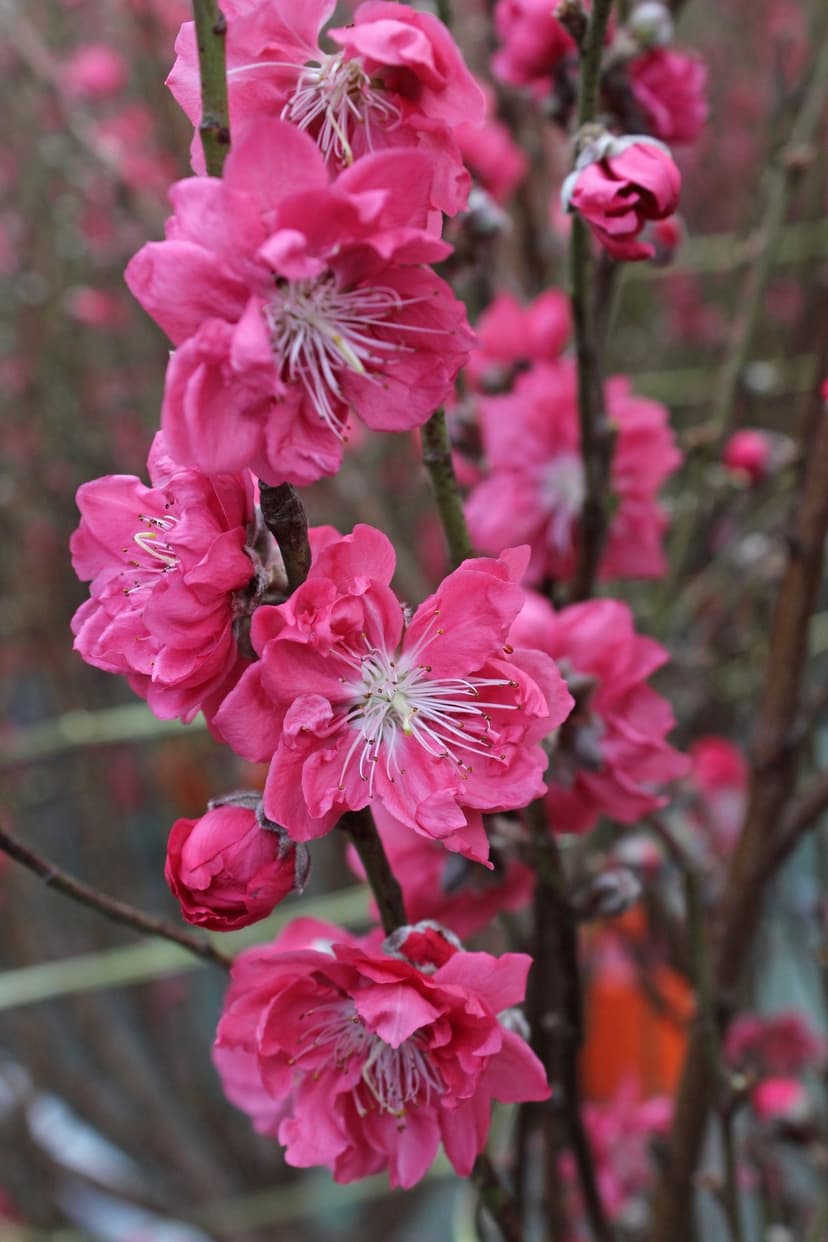 Pink peach blossoms with white stamens cluster on dark branches against a soft-focus garden background.