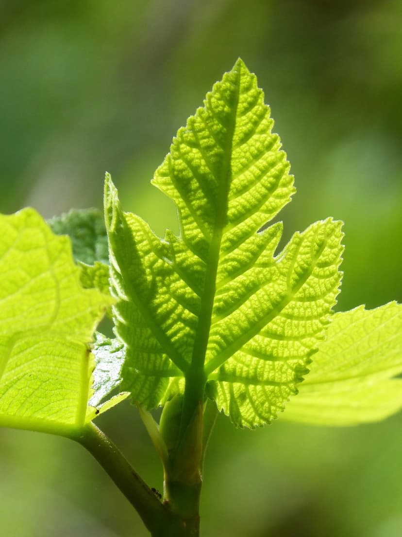 Bright green fig leaf with visible veins illuminated by sunlight against a soft bokeh forest background.