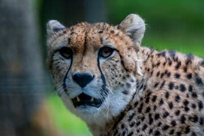 Close-up of a cheetah's face with distinctive tear marks