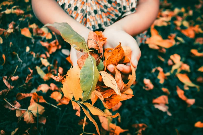 Child's hands cupping orange and yellow fallen leaves over a dark green grass background in soft daylight.