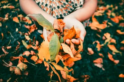 Child's Hands Holding Autumn Leaves in Fall