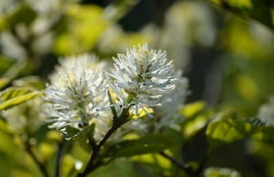 Fothergilla Gardenii Flowers in Sunlight