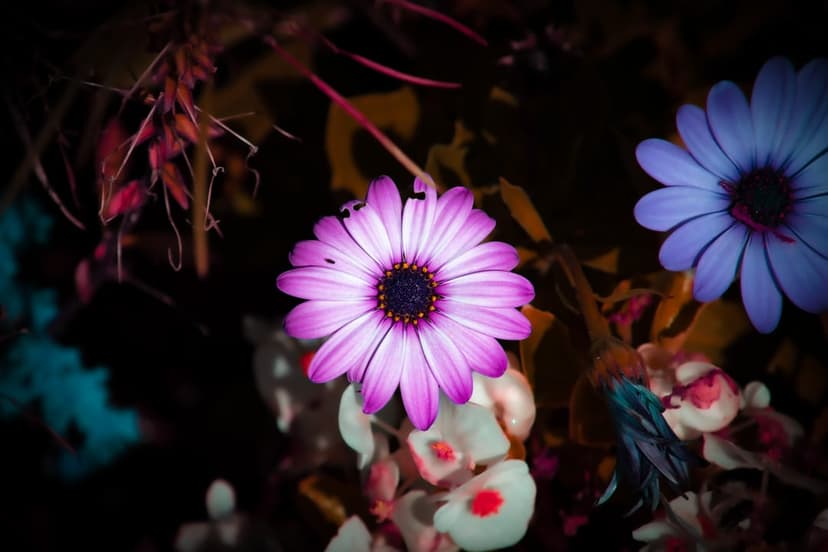 Purple and blue daisy flowers with vibrant petals blooming against a dark, blurred garden background in macro detail.