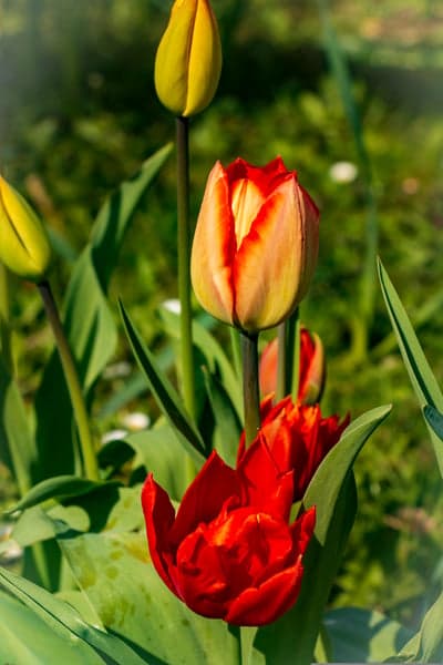 Red Tulip Petals in Spring Sunlight Phone Wallpaper