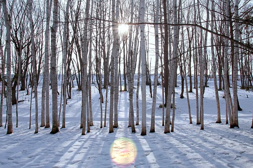 Bare deciduous trees stand in deep snow as bright sunbeams filter through branches creating long morning shadows.