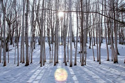 Winter Forest Snow Sunbeams Bare Trees