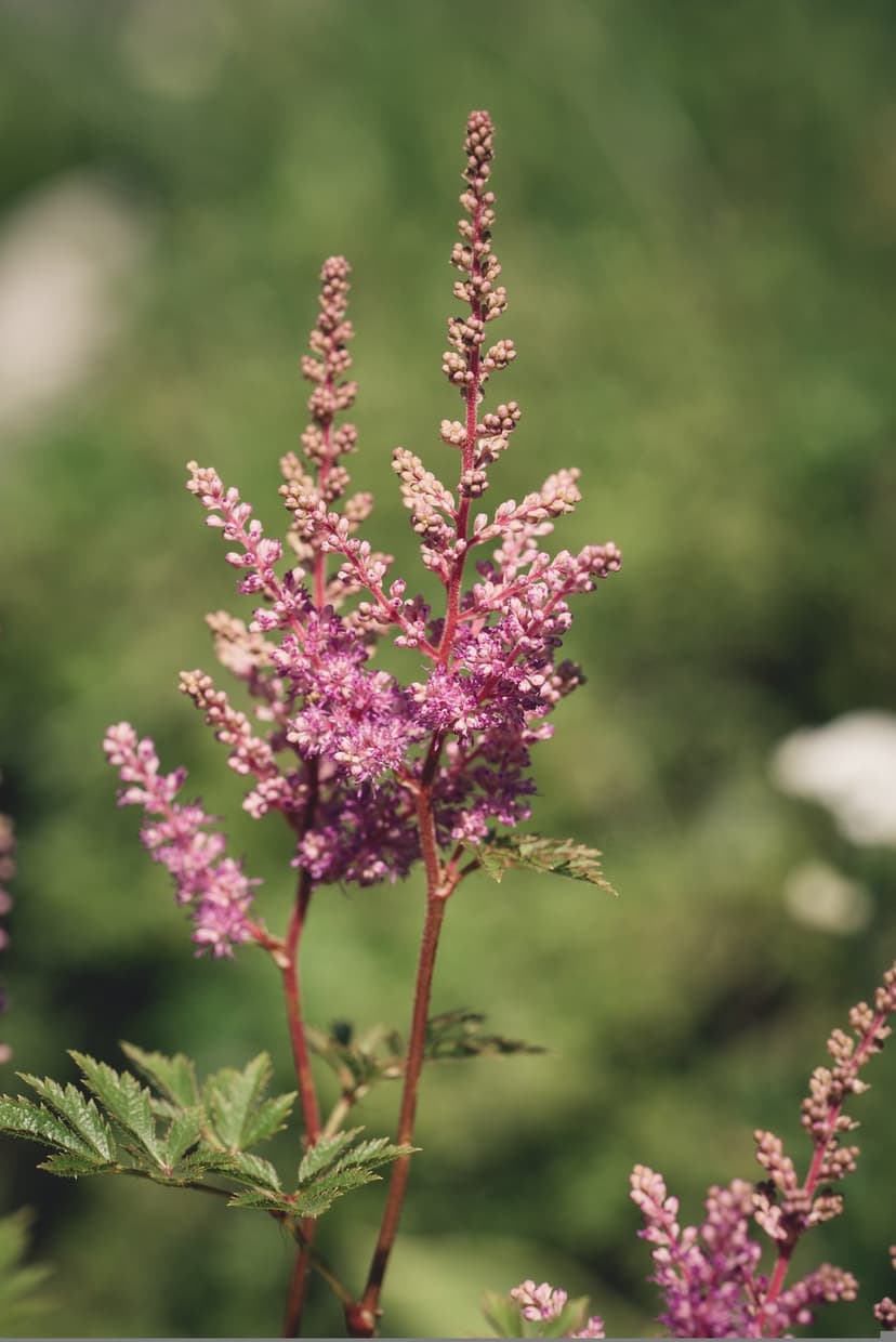 Pink Astilbe flower plumes with feathery textures stand out against a blurred green leafy garden background.