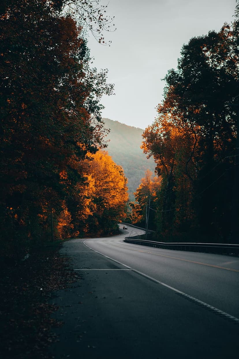 Winding asphalt road curves through a dense forest of vibrant orange and yellow trees under a clear autumn sky.