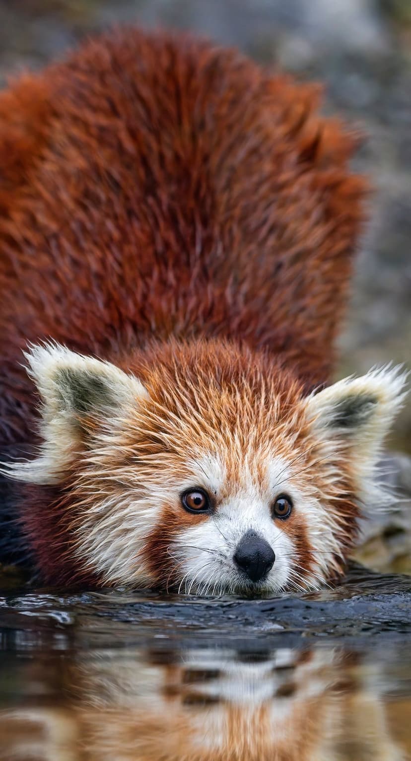 Red panda with wet fur peeks out of dark rippling water showing a clear reflection of its white facial markings.