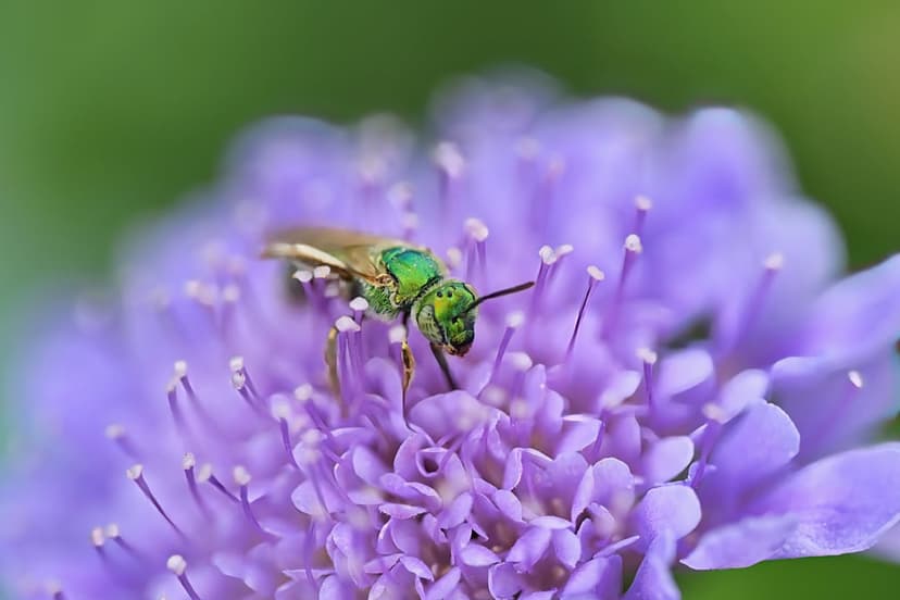 Metallic green bee with iridescent wings perched on the yellow stamen of a vibrant purple flower in close-up.