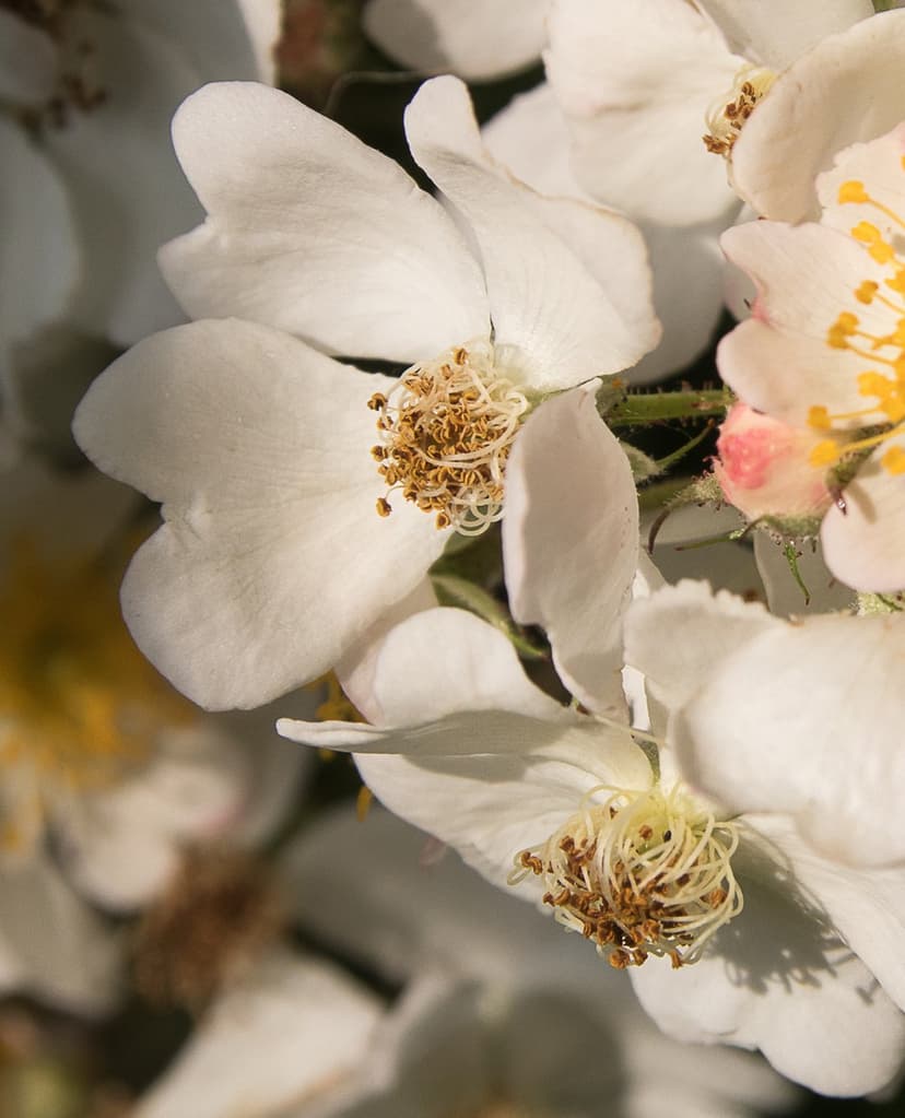 White rose petals with golden stamens and a pink bud in a soft focus macro shot with shallow depth of field.
