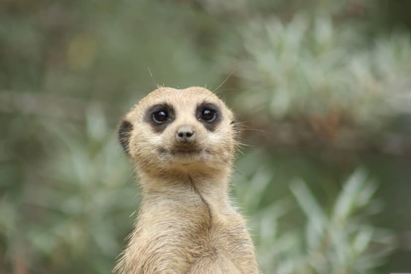 Meerkat with dark eye patches and sandy fur looks toward the viewer against a blurred green background.
