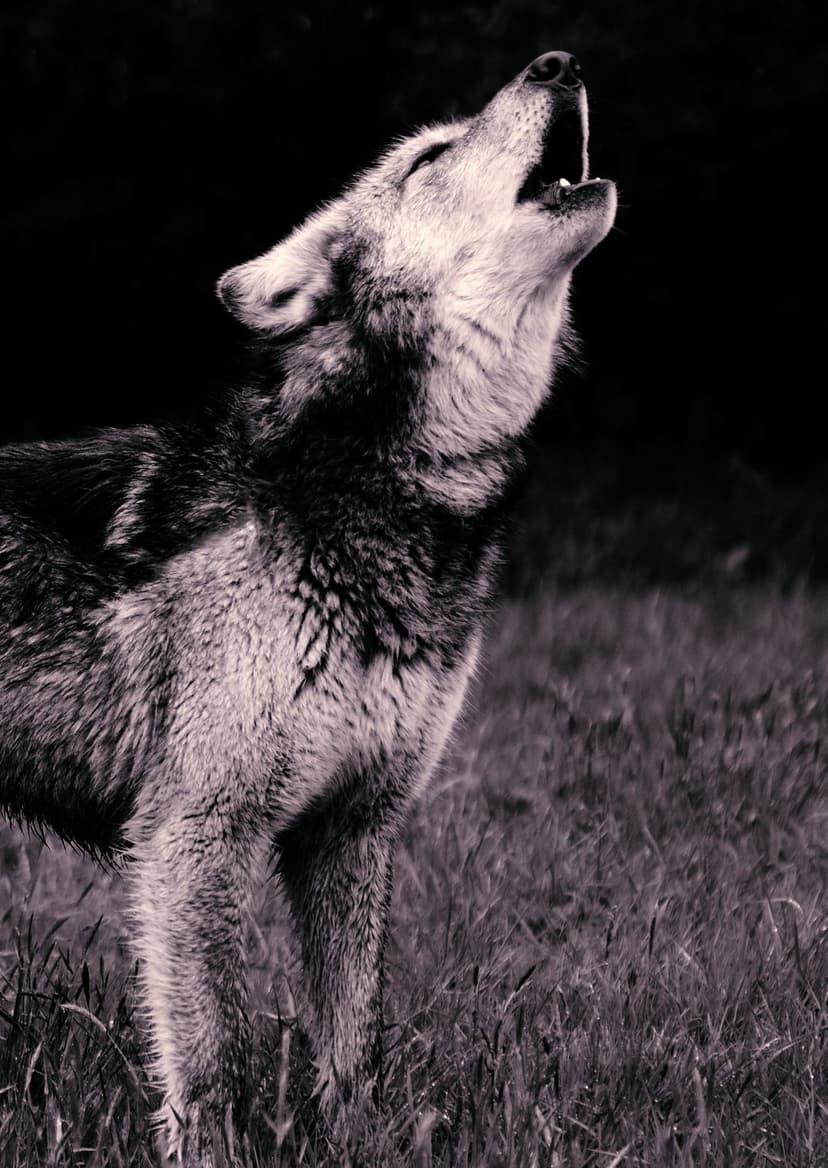Wolf with head tilted back and mouth open howling in a tall grass field during a dark night in monochrome.