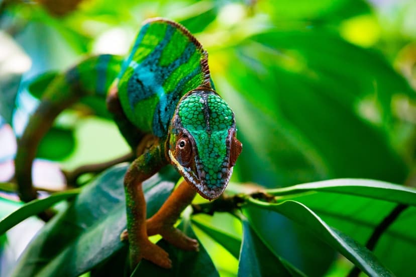 Green and blue chameleon with detailed scales perches on a branch surrounded by soft-focus tropical green leaves.