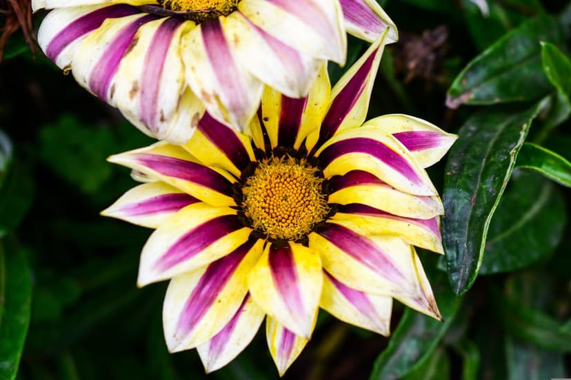 Two Gazania flowers with yellow and purple striped petals rest against a soft green leafy background in a close-up.