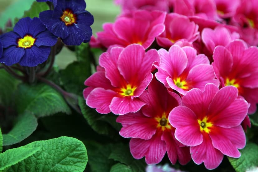 Pink and blue primrose flowers with yellow centers cluster together amidst dark green foliage in a macro shot.
