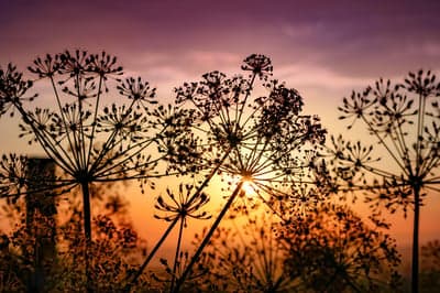 Silhouette of Wildflowers Against a Sunset Sky