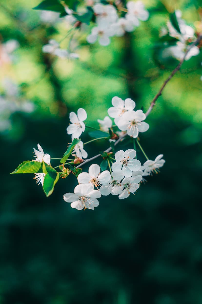 White cherry blossoms cluster on a branch against a deep green bokeh background with soft natural lighting.