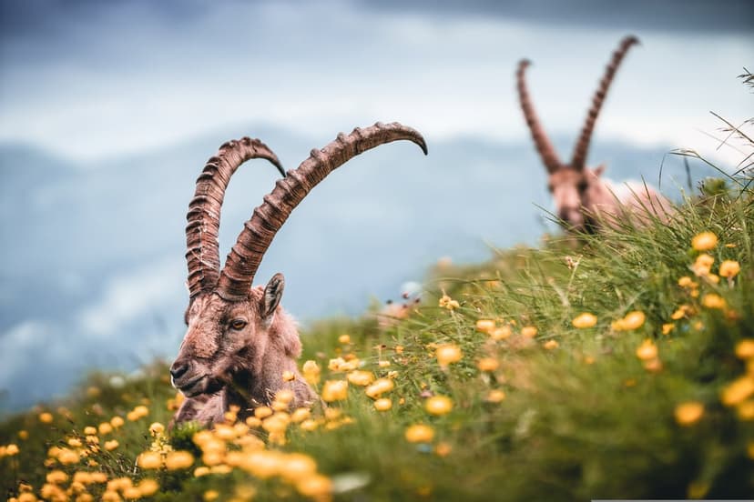 Alpine Ibex with large curved horns rests in a field of yellow wildflowers within a rugged mountain landscape.