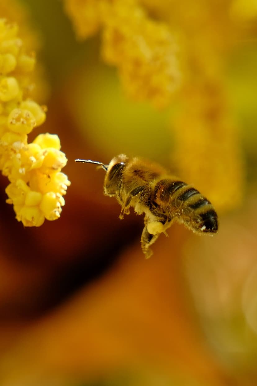 Honeybee with pollen-covered legs hovers beside yellow flower buds against a soft orange bokeh background.