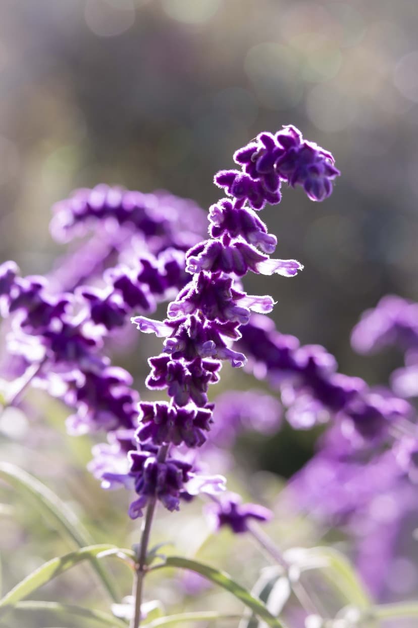 Purple Mexican Bush Sage flowers with velvety textures glow in soft sunlight against a blurred green background.