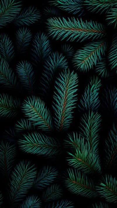 Dark Emerald Green Fir Tree Needles Background