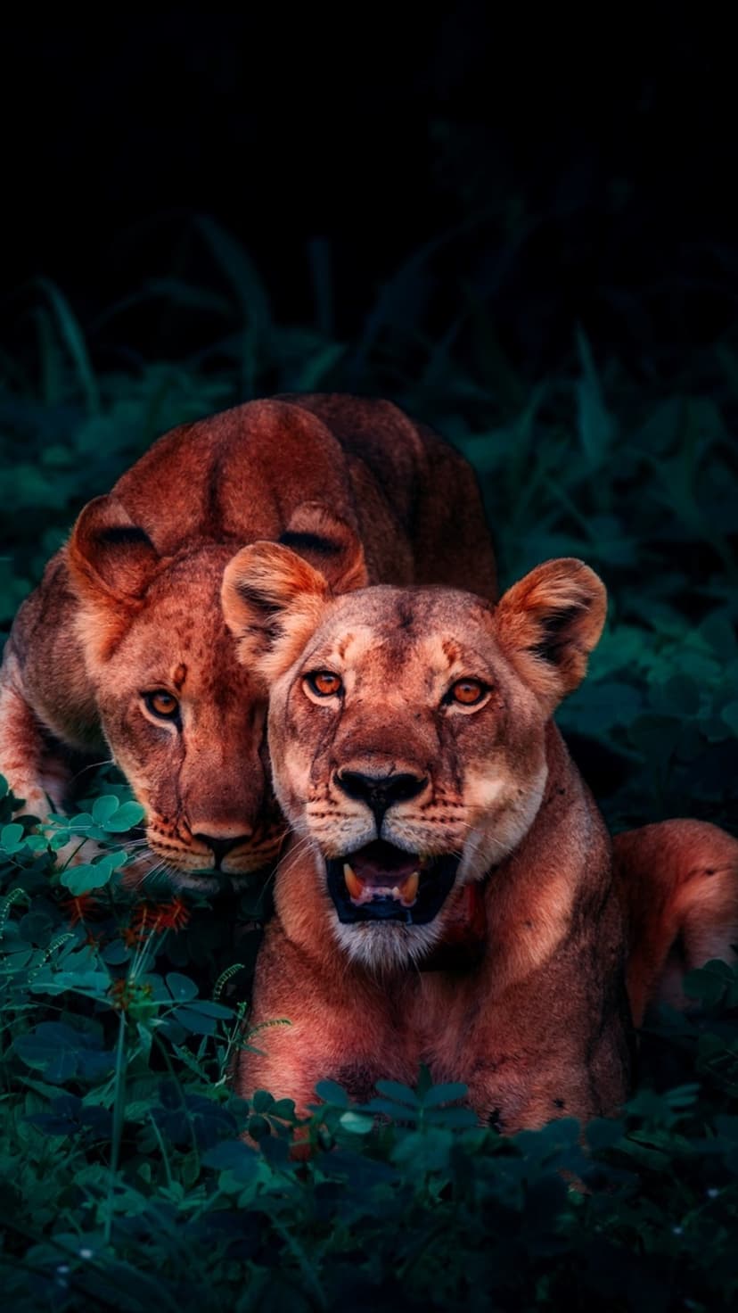 Two tawny lionesses with glowing amber eyes peer through dense emerald foliage in a vertical wildlife scene.