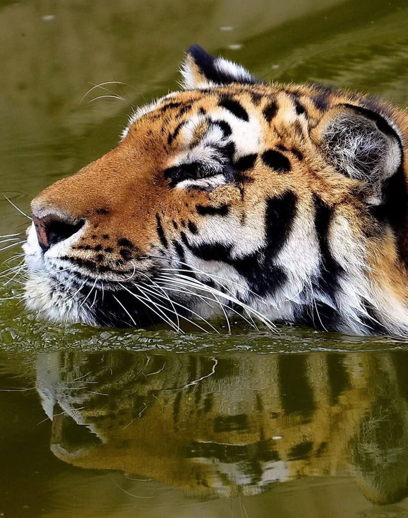 Tiger's head with closed eyes emerges from murky green water, creating a symmetrical reflection on the surface.
