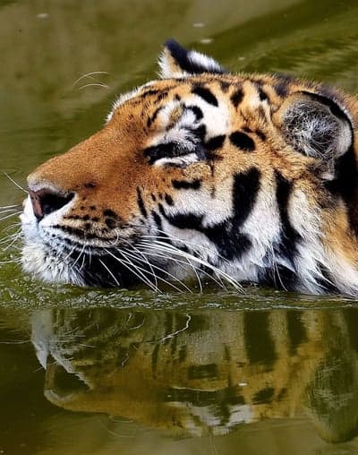 Tiger Swimming in Water with Reflection