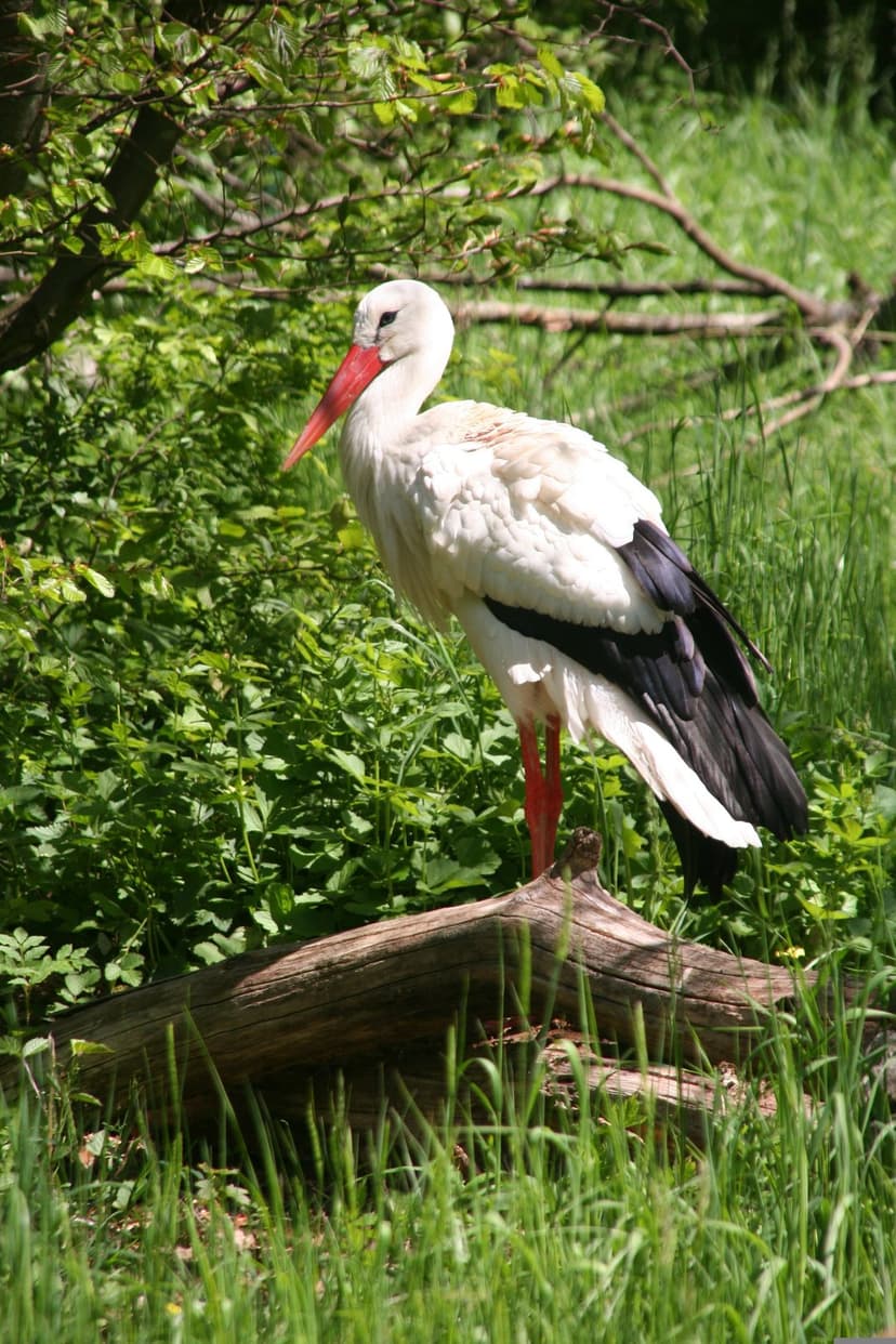 White stork with a long red beak stands on a mossy log surrounded by soft green foliage and summer grass.