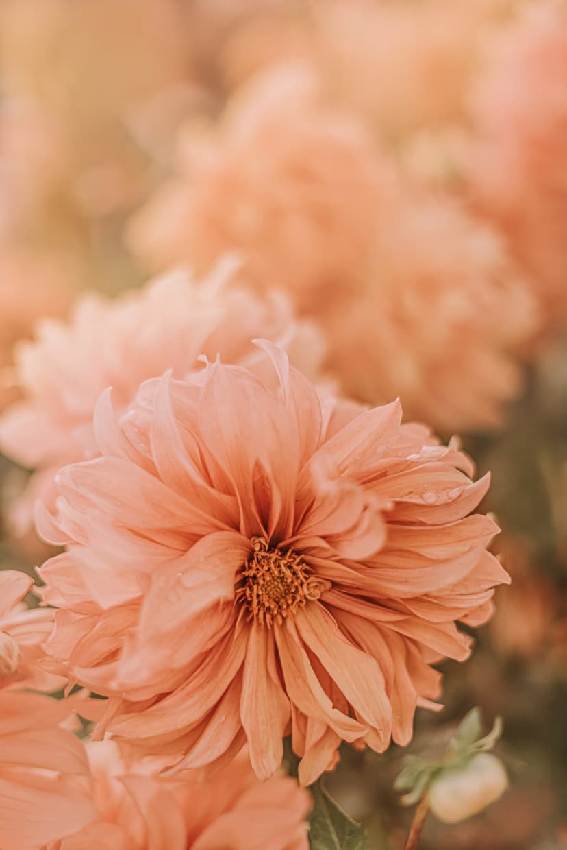 Peach dahlia flower shows layered curved petals in a macro view with soft lighting and a cream bokeh background.