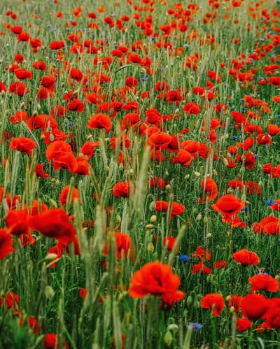 Sunlit Crimson Poppies and Wildflower Meadow Wallpaper