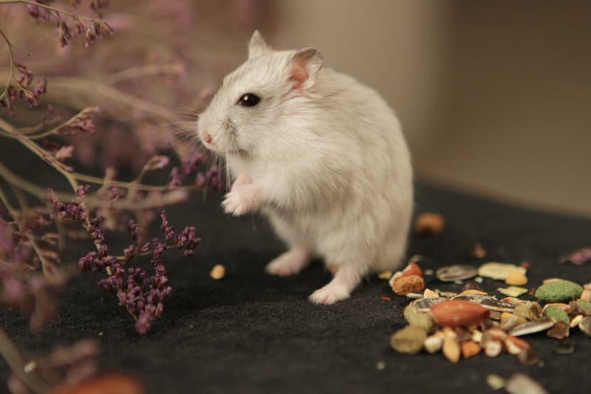 White fluffy hamster standing on hind legs next to purple dried flowers with a blurred background.