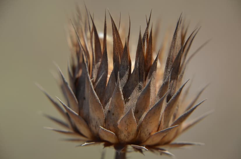 Dried thistle flower head with sharp spiky bracts and tan fibers against a softly blurred neutral background.