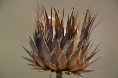 Close-up of a Dried Thistle Flower Head