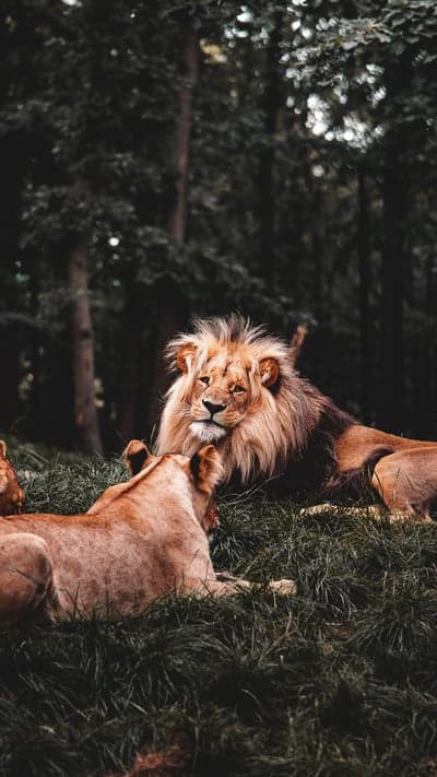 Jungle Royalty - A Lion's Tender Gaze