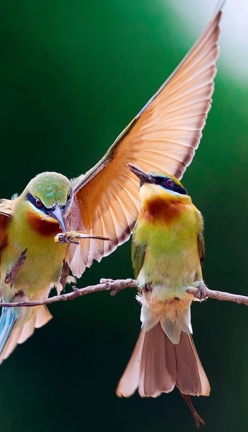 Two bee-eater birds share a dragonfly while perched on a branch against a lush green forest background.