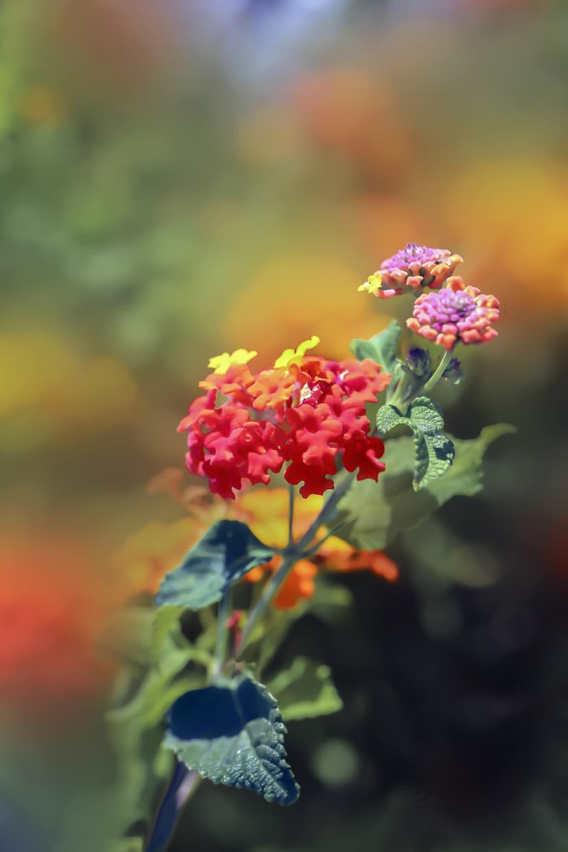 Lantana flower clusters in shades of red and yellow bloom against a sun-drenched background with soft bokeh lights.